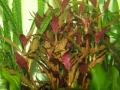 Akváriumi növények - Alternanthera reineckii Rosa  papagájlevél